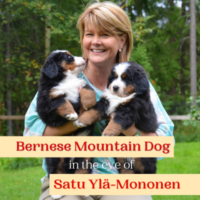 Bernese Mountain Dog in the eye of Satu Ylä-Mononen