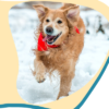 Winter Hazards – First Aid for Dogs by Dr Lilla Balatonyi