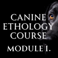 Canine Ethology Course 2025