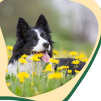 Dog Safety in Spring: A First Aid Guide by Dr Lilla Balatonyi